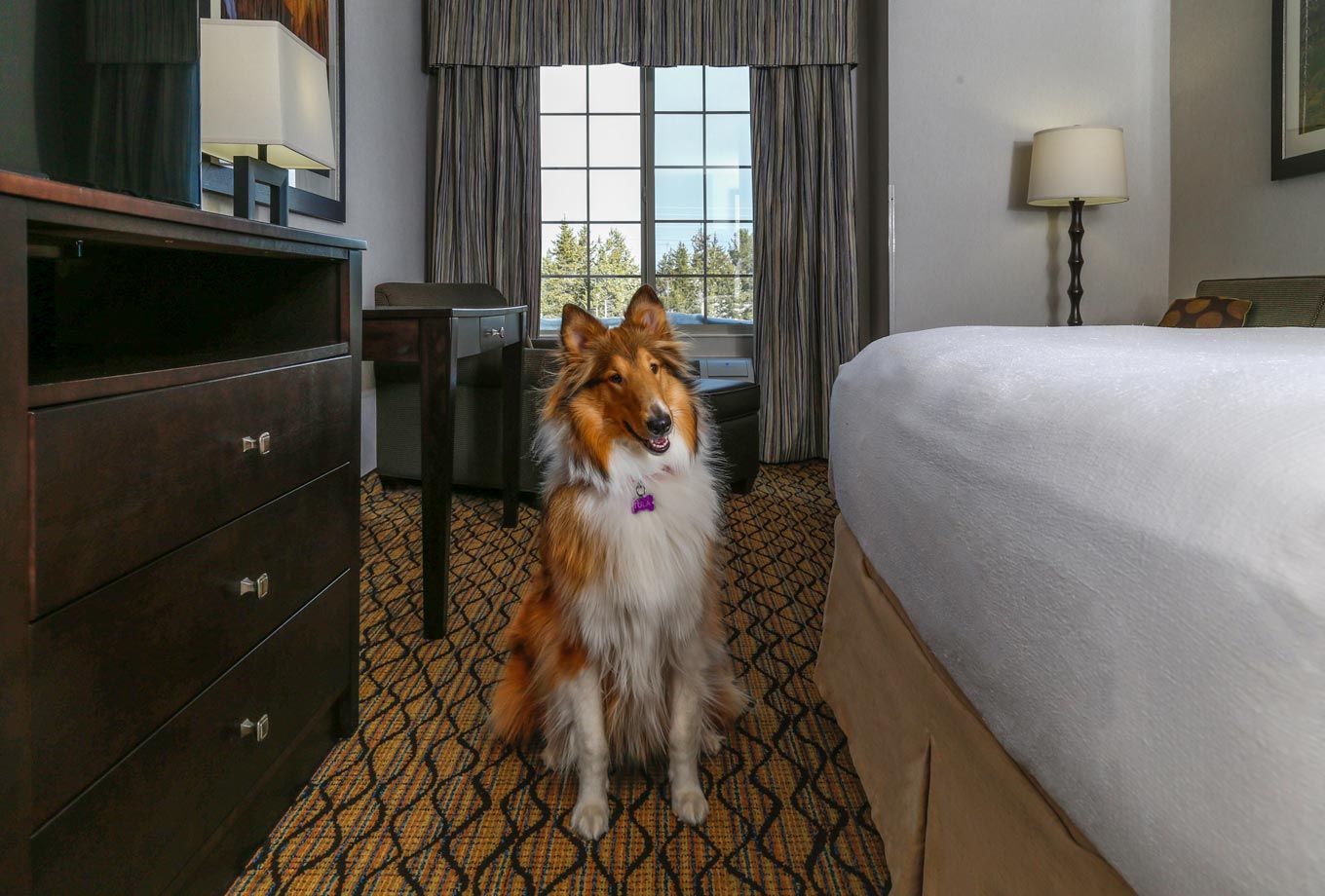 West Yellowstone pet friendly lodging - Holiday Inn West Yellowstone