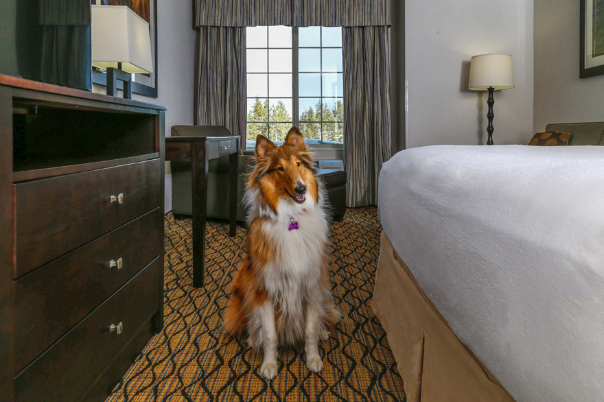 Pet friendly lodging in West Yellowstone, MT