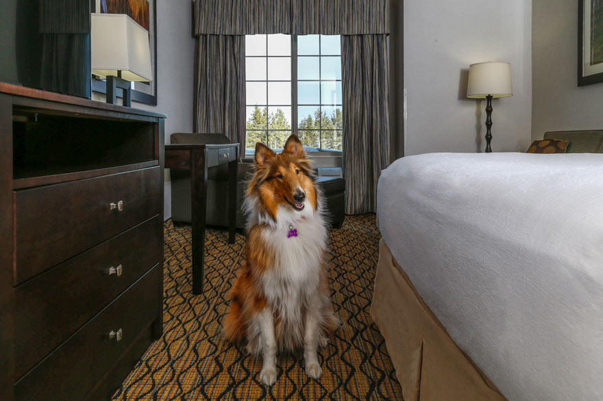 Holiday Inn West Yellowstone pet friendly rooms