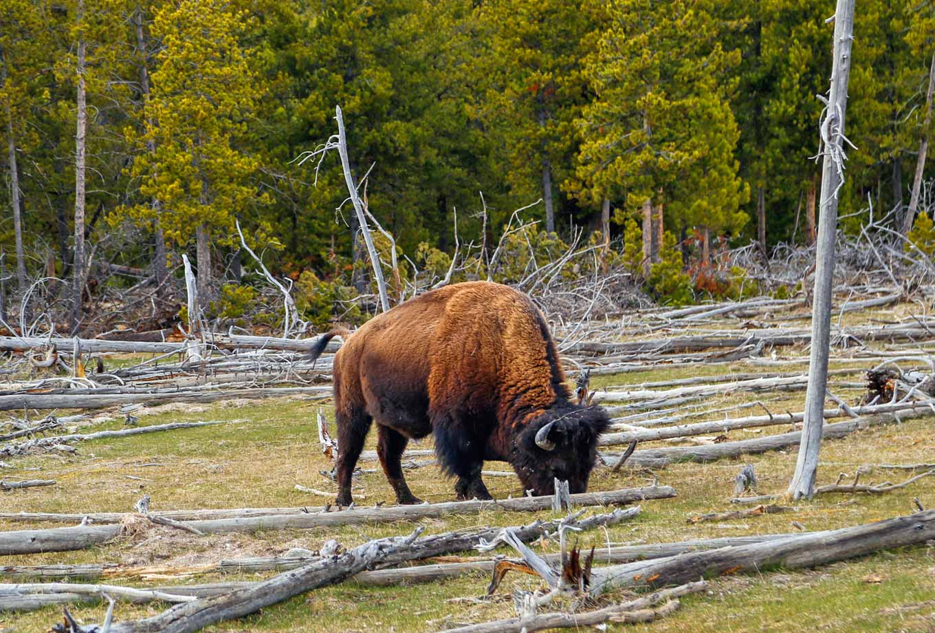 Summer wildlife viewing in Yellowstone National Park