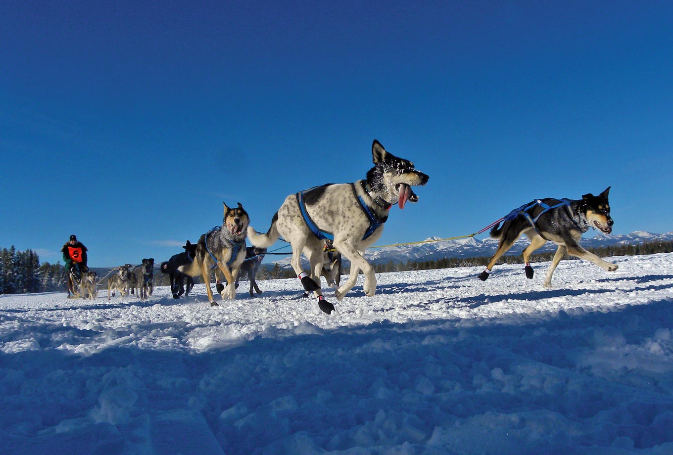 Dog Sledding in West Yellowstone