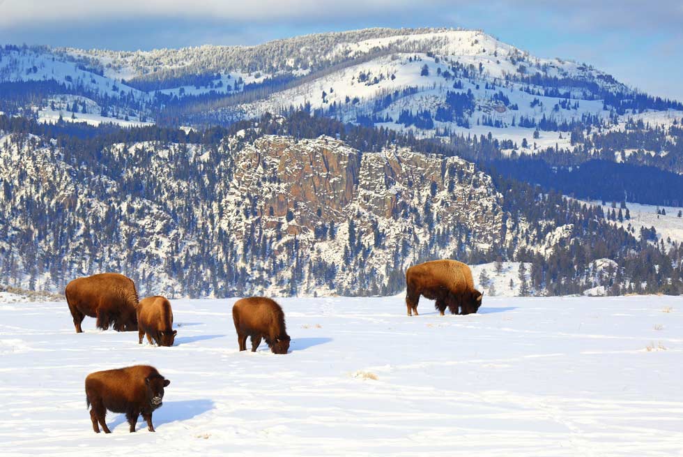 Herd of buffalo bison grazing in front of Electric Peak
