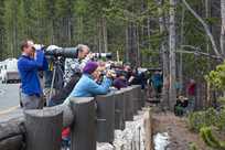 Yellowstone National Park photographers