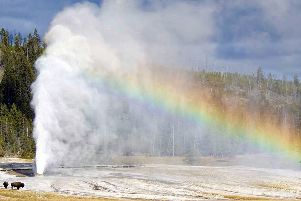 Bison at Beehive Geyser