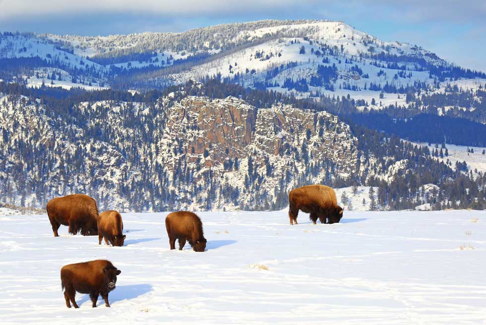 Bison inside Yellowstone National Park