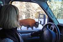 There's no better way to get close to the wildlife safely than our Yellowstone Snowcoach Tours!