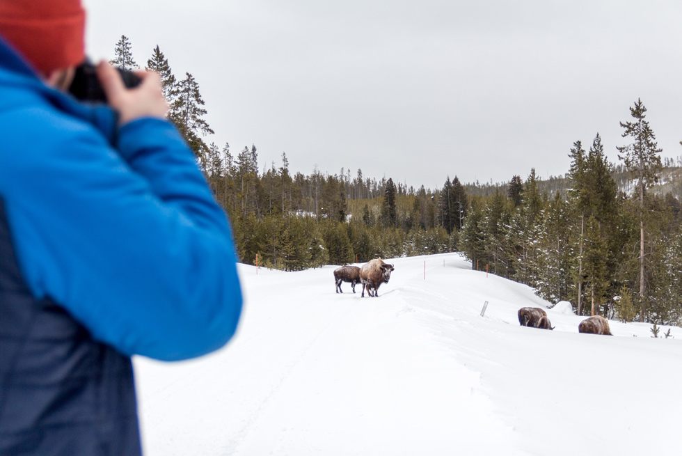 A Yellowstone photographer captures a herd of bison in winter.
