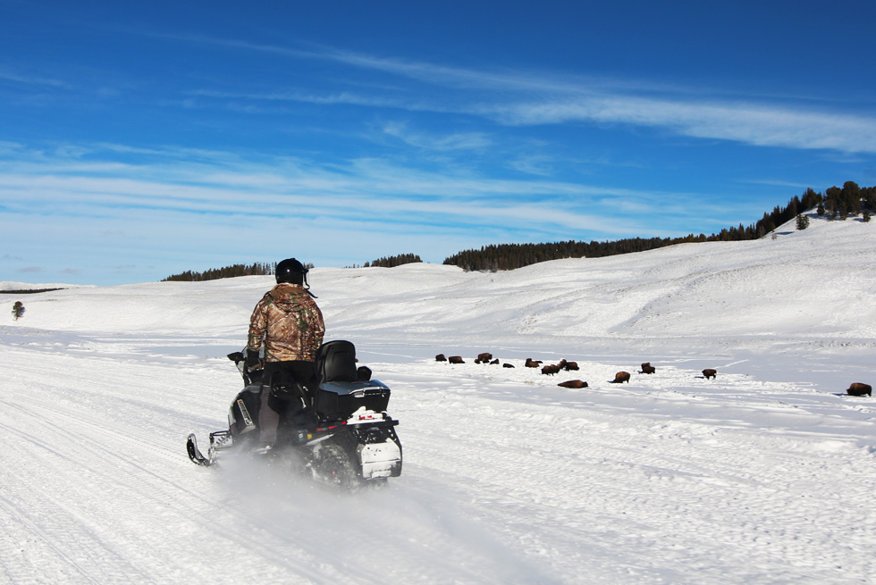 A Yellowstone snowmobile rider viewing a group of bison