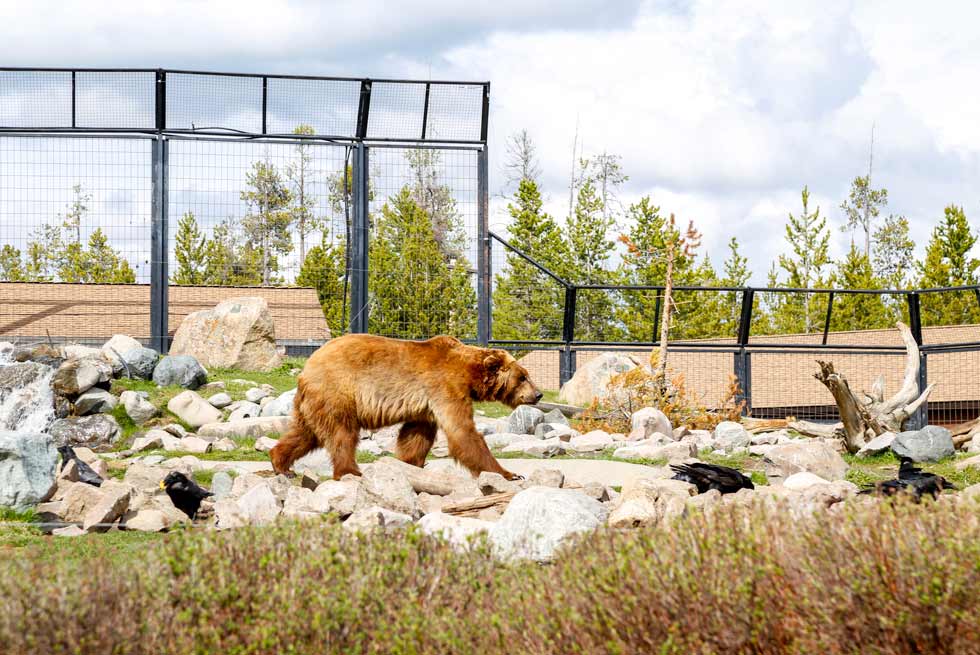 Bear walking at the Grizzly and Wolf Discovery Center