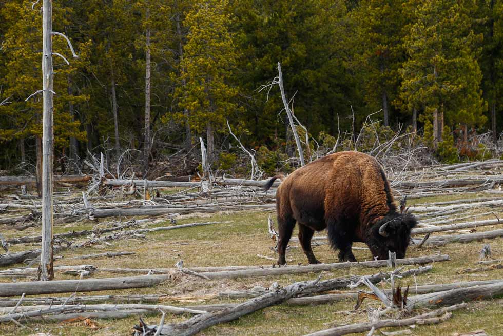 Lone bison grazing in Yellowstone National Park