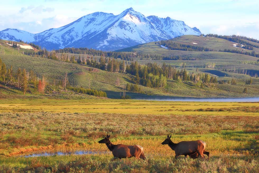 Deer frolicking near Electric Peak in Yellowstone National Park