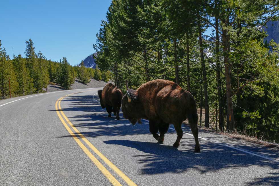 Bison traveling down the road in Yellowstone National Park
