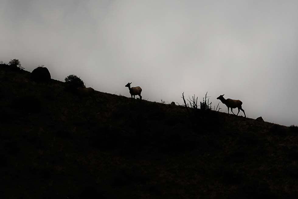 Elk silhouetted in Paradise Valley inside Yellowstone National Park