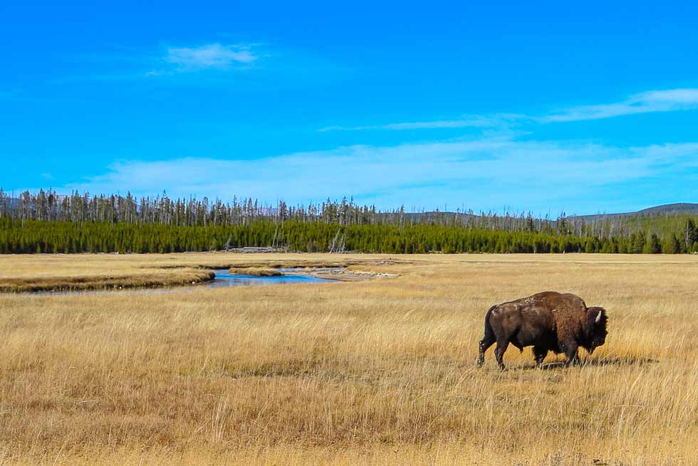 Bison walking near the Madison River in Yellowstone Park