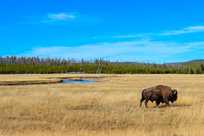 Bison walking near the Madison River in Yellowstone Park