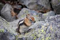 Chipmunk munching on food in Yellowstone National Park