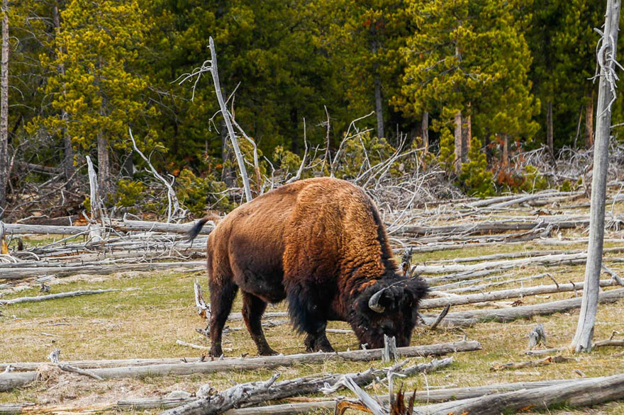 A buffalo grazing in Yellowstone National Park