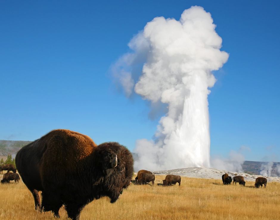 A group of bison near erupting Old Faithful Geyser